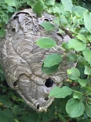 Part 3: The Hornet Nest and Change Leadership