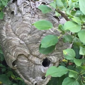 Future Proof Leadership - hornet's nest