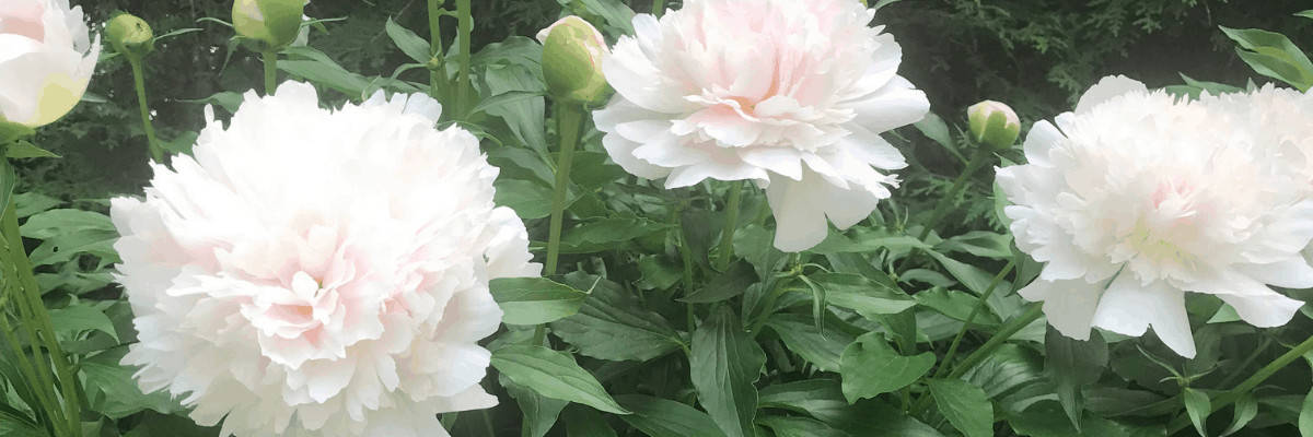 Beautiful white flowers