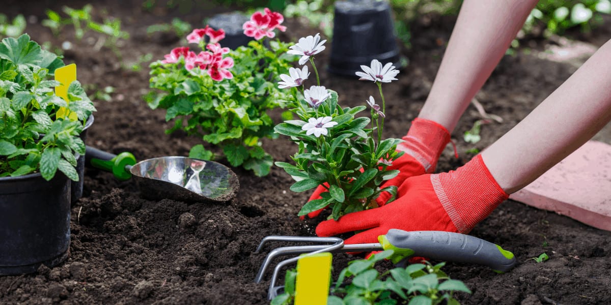 hands working in the garden